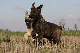 BOUVIER DES ARDENNES 192
